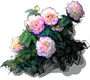 Westerland Rose